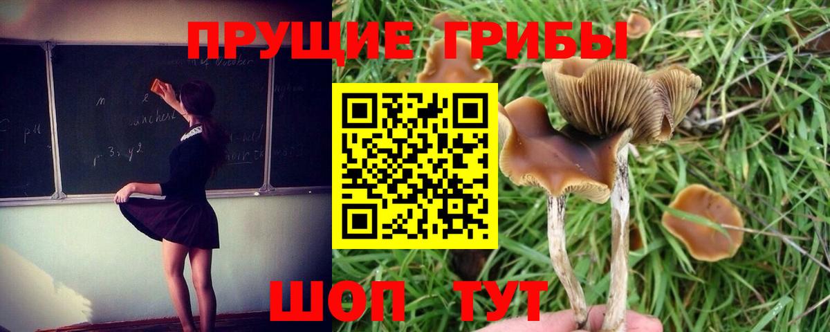 Галлюциногенные грибы Psilocybe Кинель